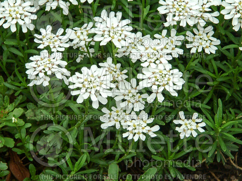 Iberis Autumn Snow (Candytuft) 1 