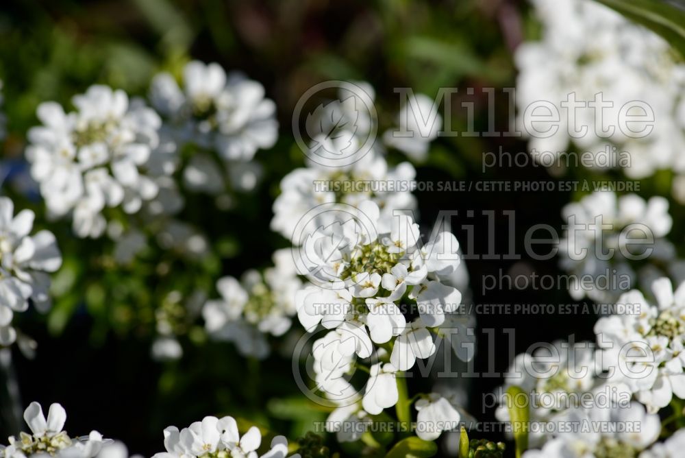 Iberis Golden Candy (Candytuft) 1 