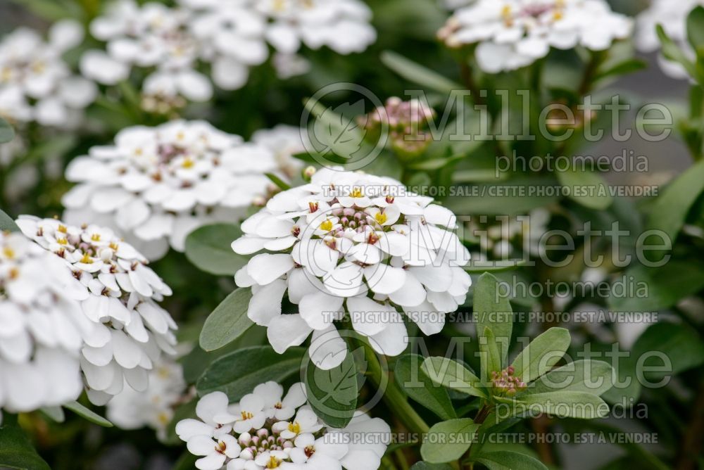 Iberis Masterpiece (Candytuft) 1 