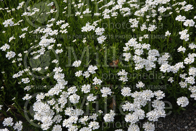 Iberis Purity (Candytuft) 1 