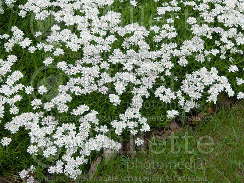 Iberis Pygmaea (Candytuft) 1 