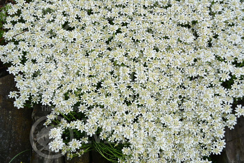 Iberis Snow Cushion (Candytuft) 1 