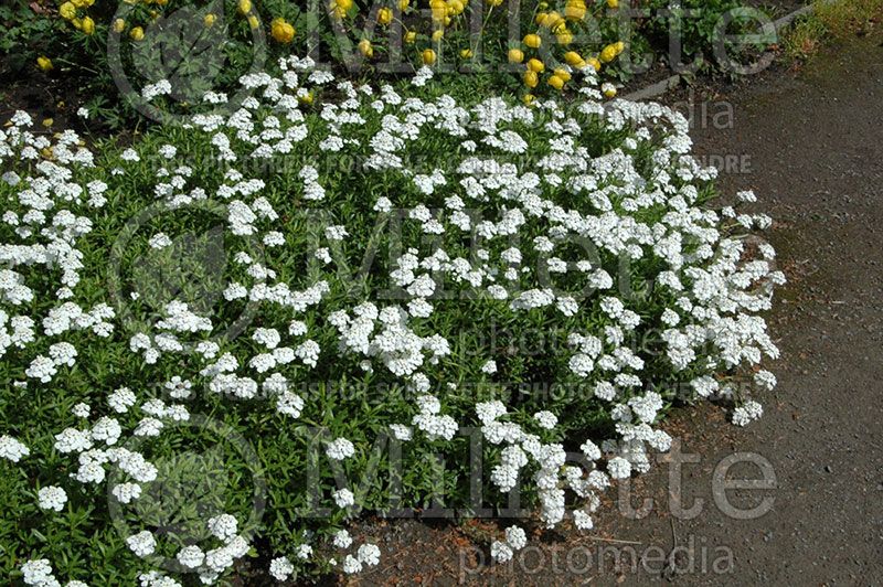 Iberis Snowflake (Candytuft)  3