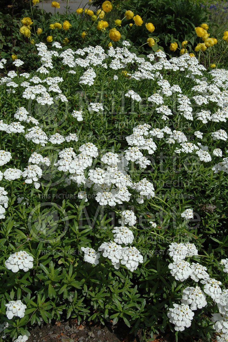 Iberis Snowflake (Candytuft)  4