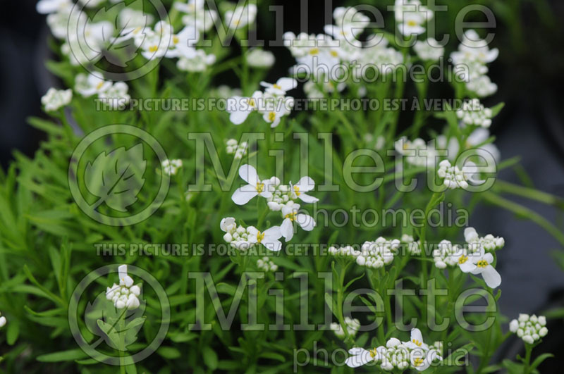 Iberis Weisser Zwerg (Candytuft) 1 