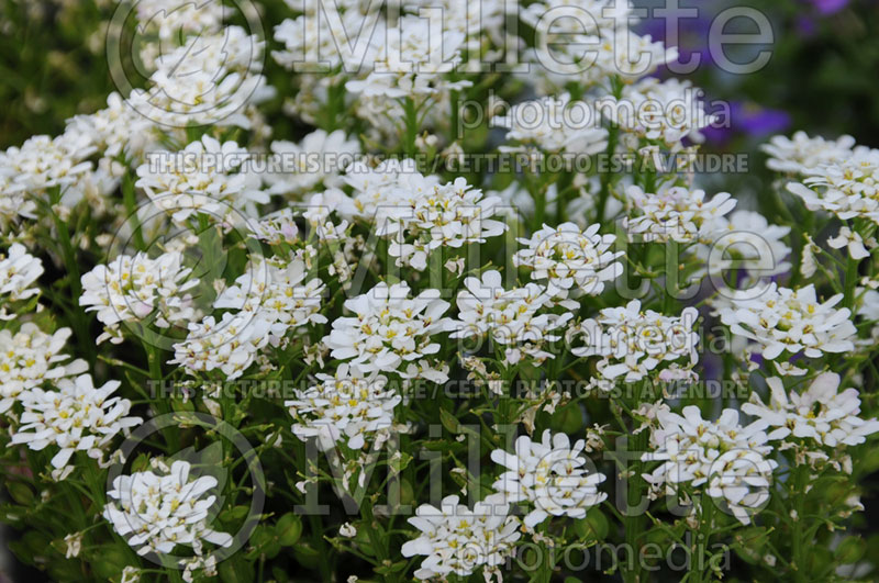 Iberis Snow Surfer (Candytuft) 1 