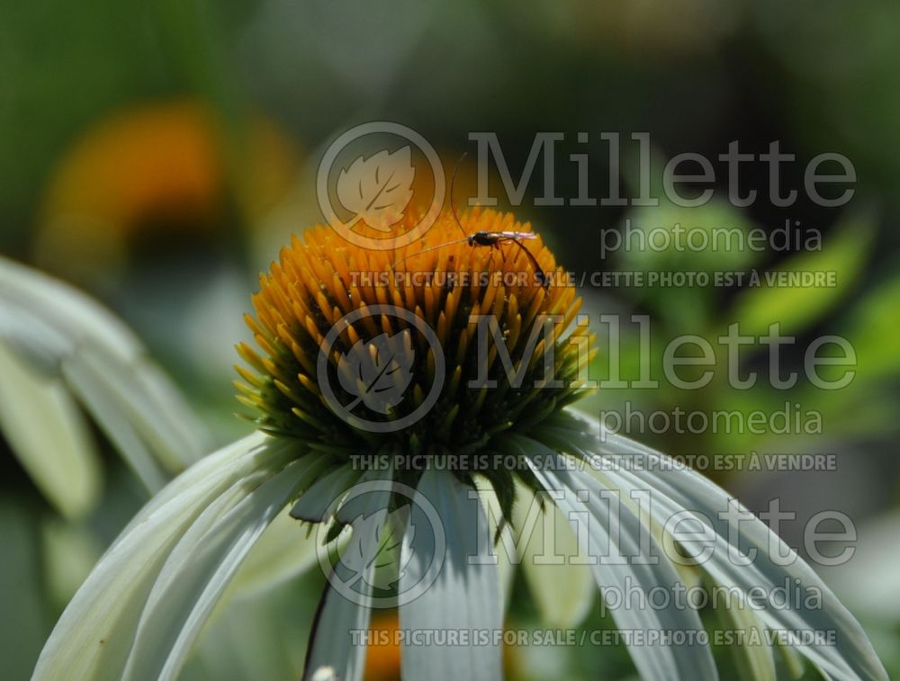 Ichneumonidae on Echinacea (ichneumon wasps) 1