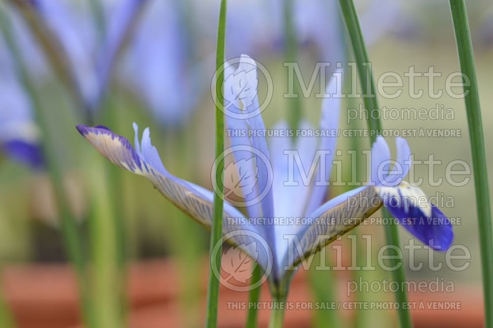 Iris Clairette (Iris reticulata) 1 