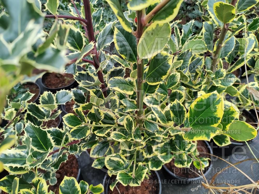 Ilex Golden King (Holly) 1