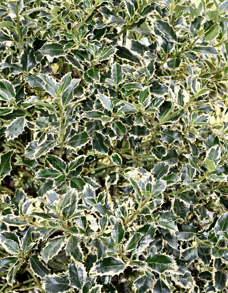 Ilex Argentea Marginata (Holly - Houx) 3