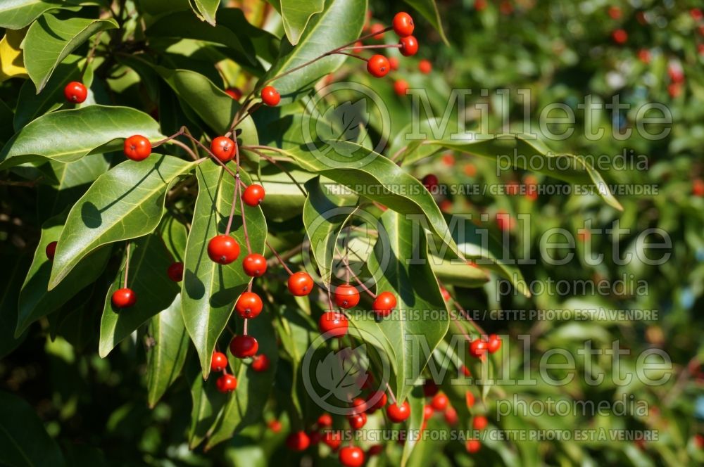 Ilex pedunculosa (Holly - Houx) 1