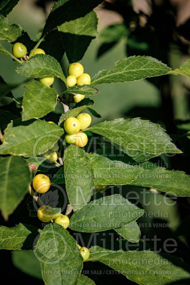 Ilex Berry Heavy Gold (Winterberry Holly) 1