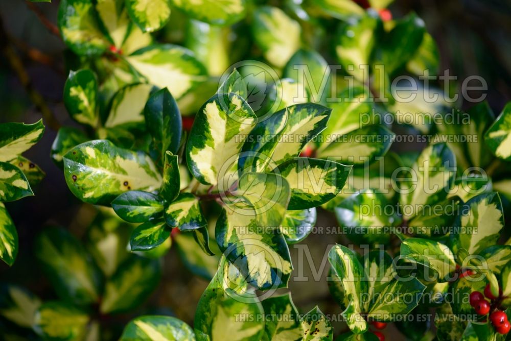 Ilex Lawsoniana (Holly) 1 