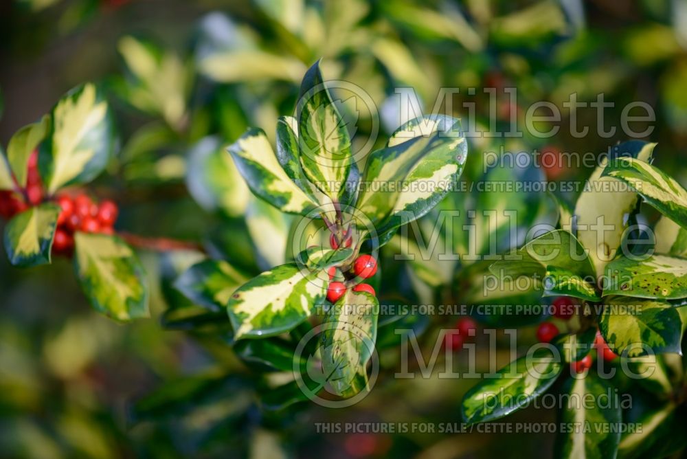 Ilex Lawsoniana (Holly) 2 