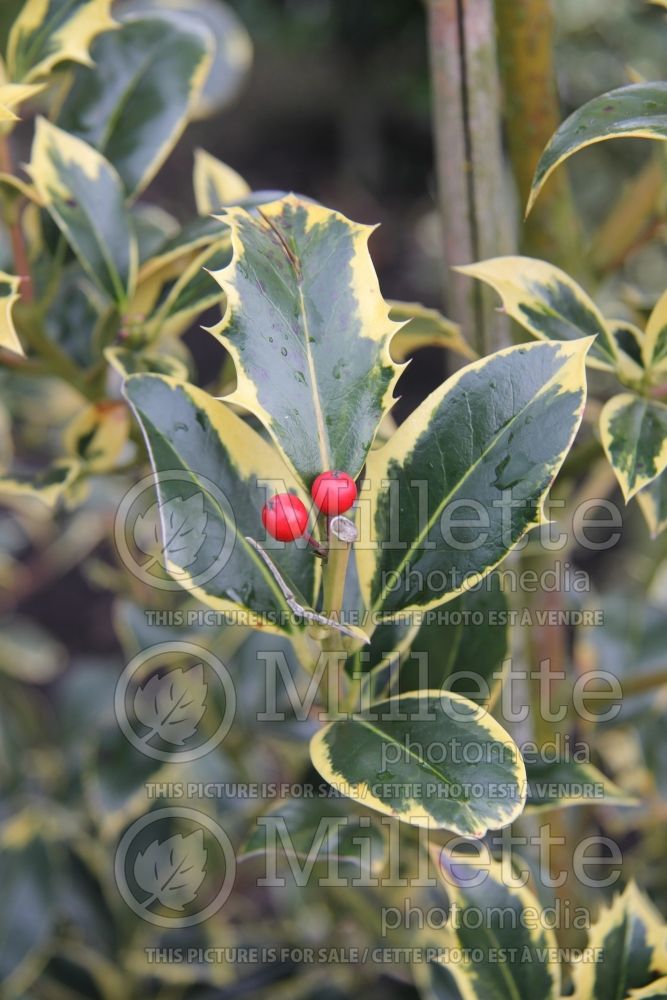 Ilex Aureomarginata aka Aureamarginata (Boxwood Holly) 2 