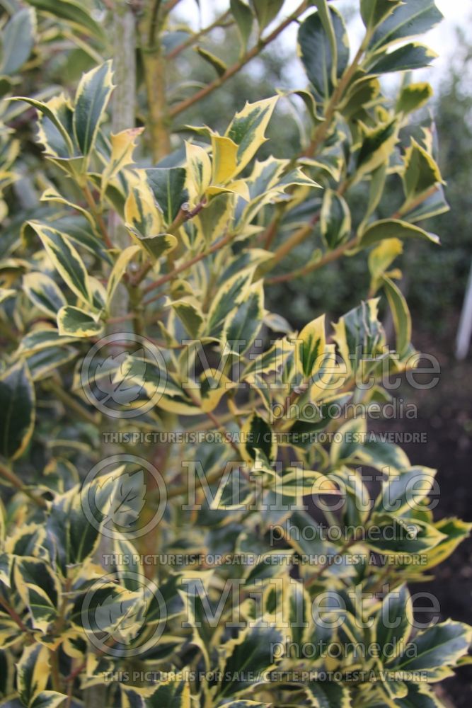 Ilex Aureomarginata aka Aureamarginata (Boxwood Holly) 1 