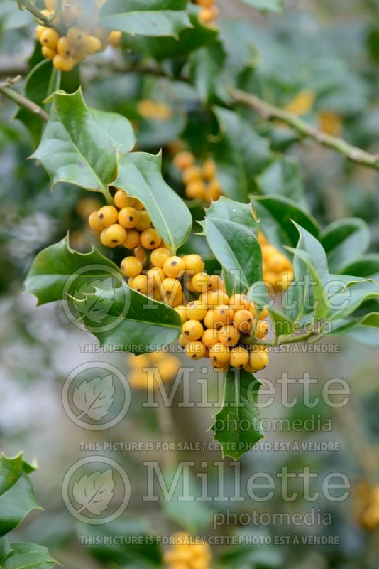 Ilex Bacciflava (Holly) 2 