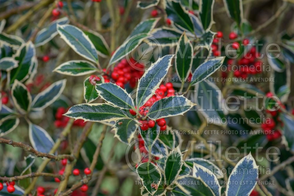 Ilex Handsworth New Silver (Holly) 1 