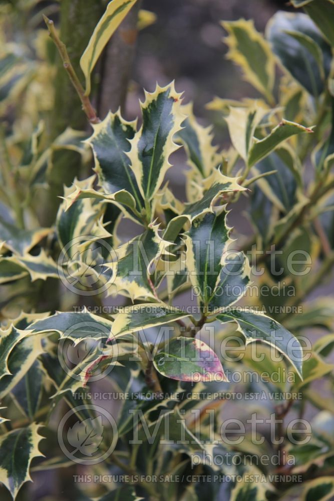 Ilex Pyramidalis Aureomarginata (Boxwood Holly) 2 