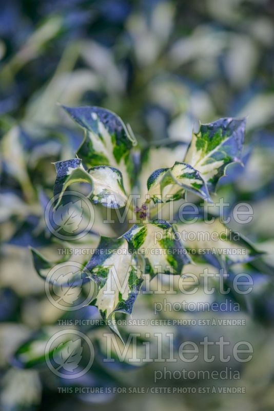 Ilex Silver Milkmaid (Holly) 1 