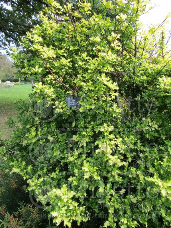 Ilex Tromp Gold (Holly) 1 