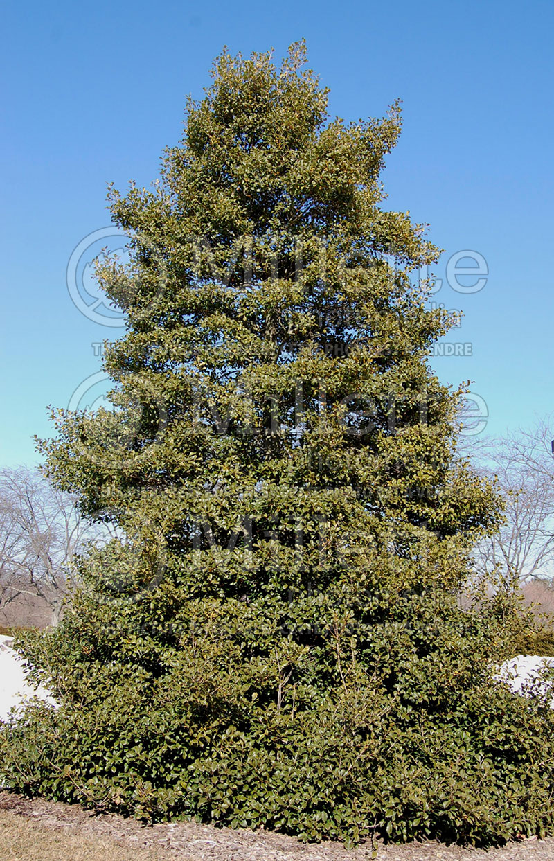 Ilex Longwood Gold (Holly) 2 