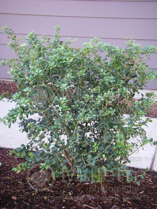 Ilex China Boy (Holly) 2 