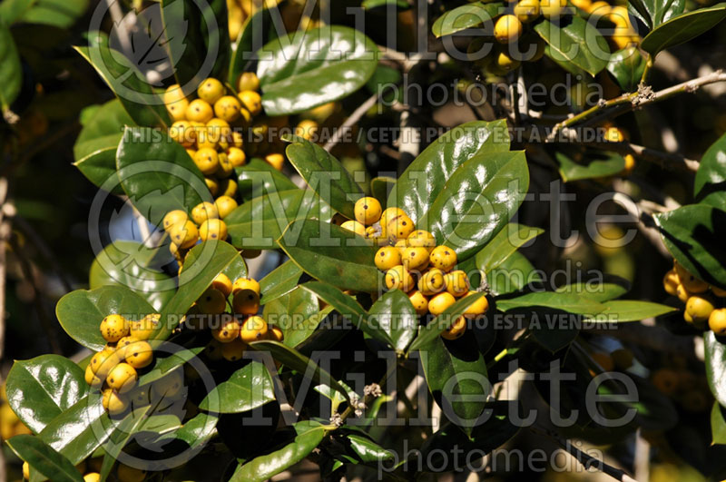 Ilex Drops of Gold (Japanese Holly) 2 