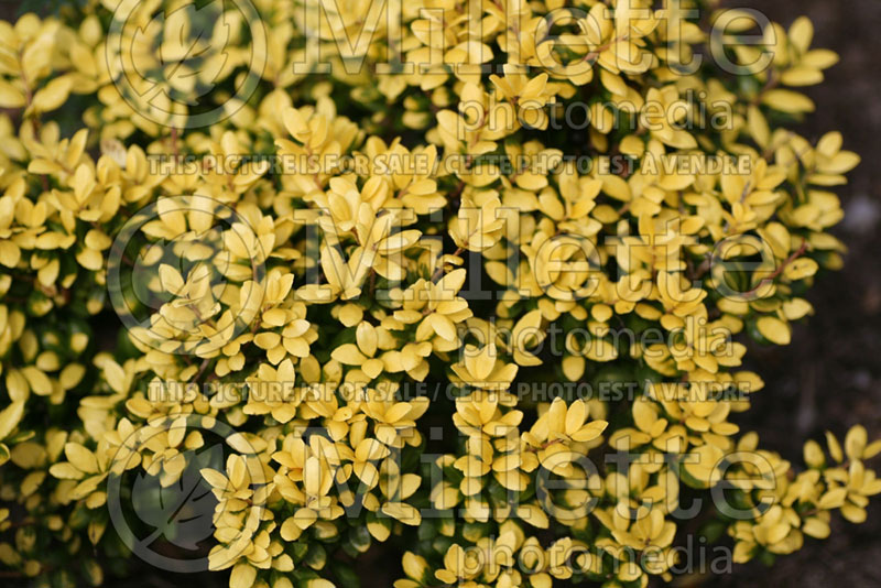 Ilex Drops of Gold (Japanese Holly) 1 