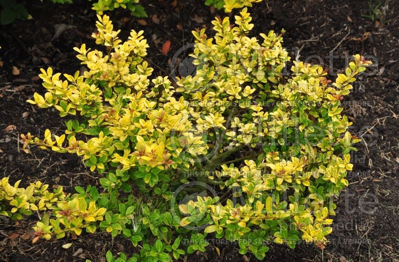 Ilex Golden Gem (Japanese Holly) 1 