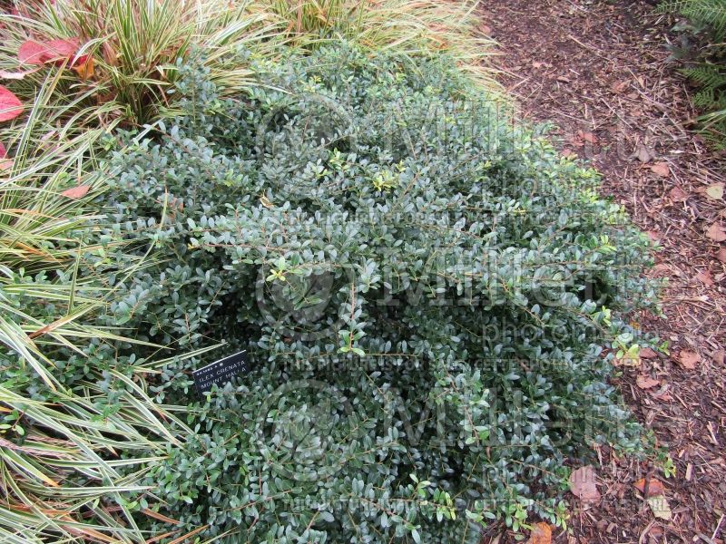 Ilex Mount Halla (Japanese Holly) 1 