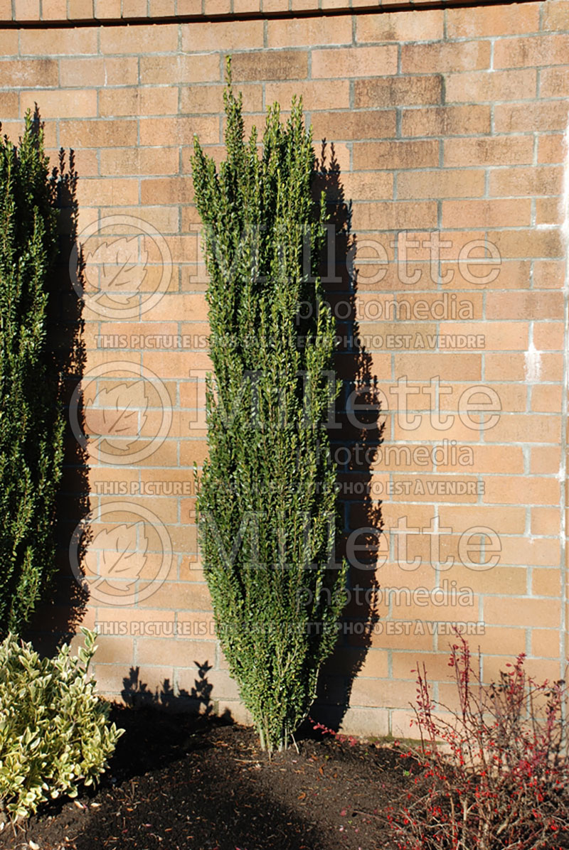 Ilex Sky Pencil (Japanese holly - Houx) 2 