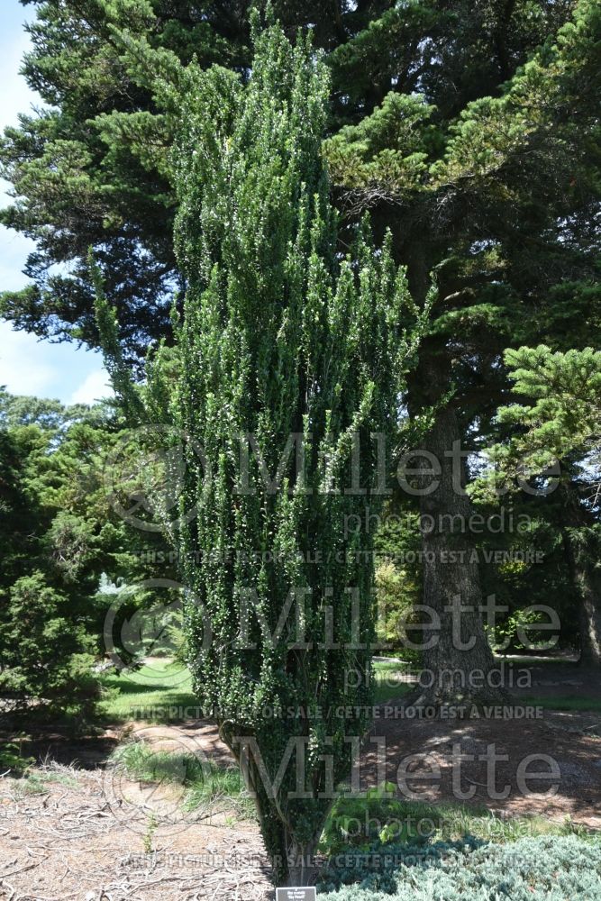 Ilex Sky Pencil (Japanese holly - Houx) 11 