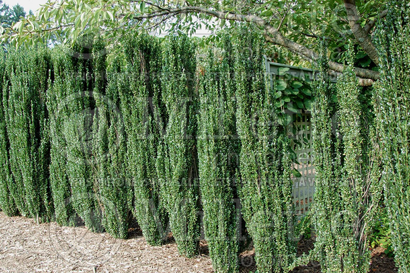 Ilex Sky Pencil (Japanese holly - Houx) 1  