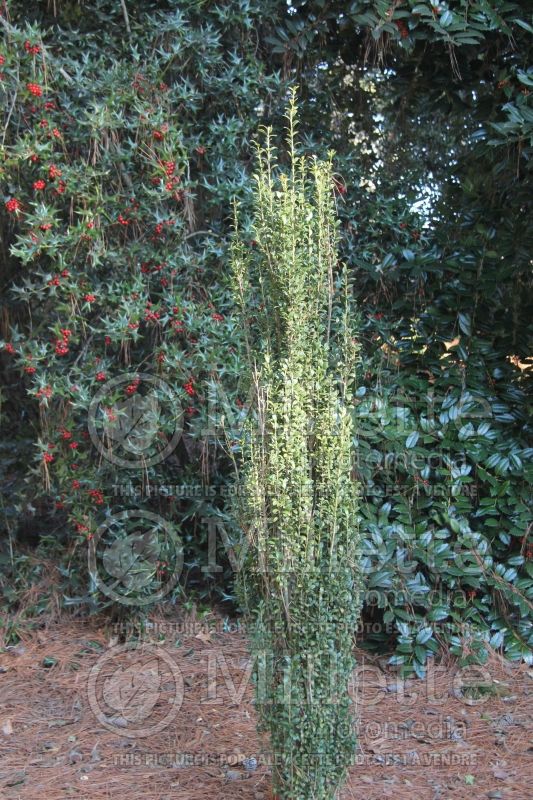 Ilex Sky Pencil (Japanese holly - Houx) 3 