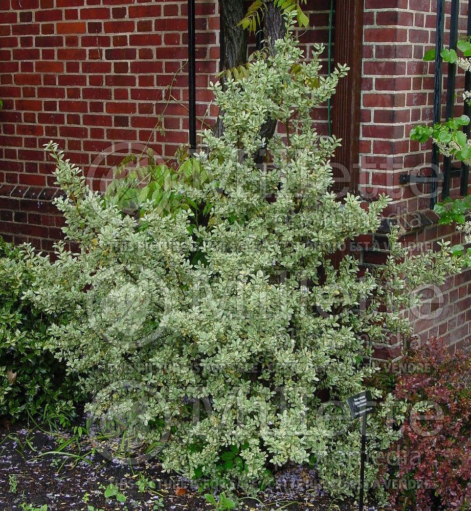 Ilex Snowflake aka Shiro-fukurin (Japanese holly or box-leaved holly) 1 