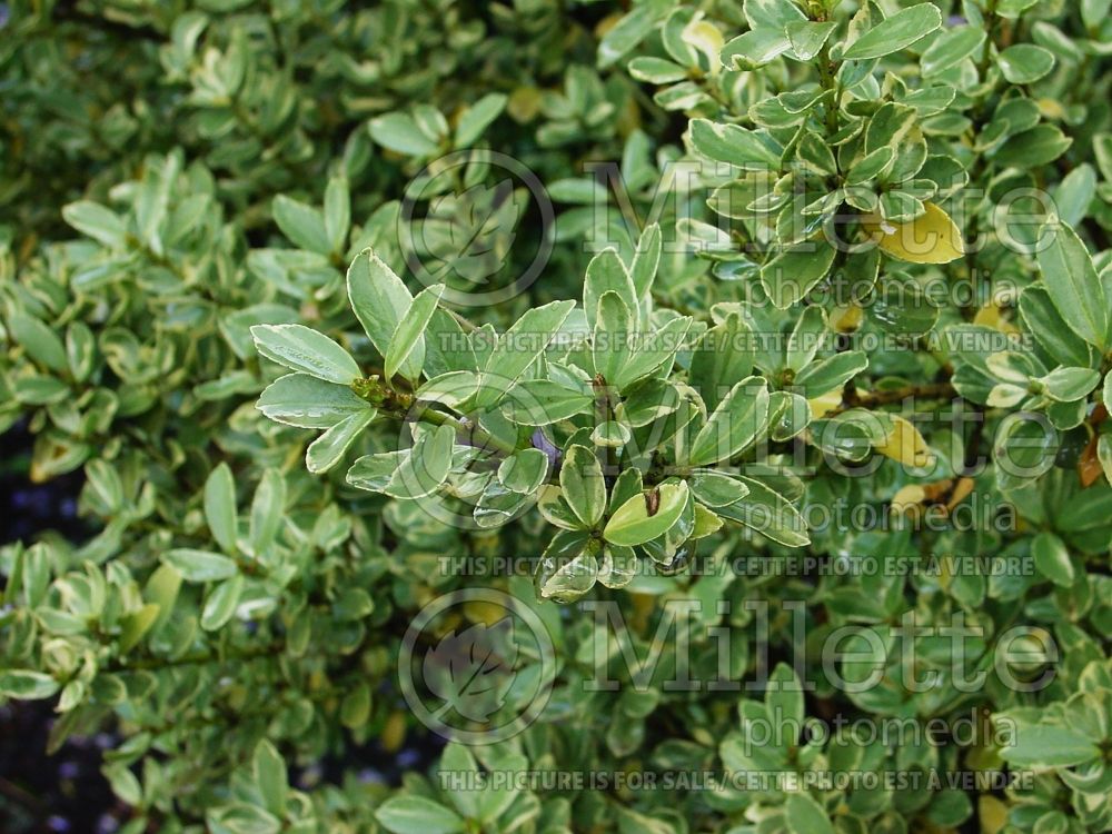 Ilex Snowflake aka Shiro-fukurin (Japanese holly or box-leaved holly) 2 