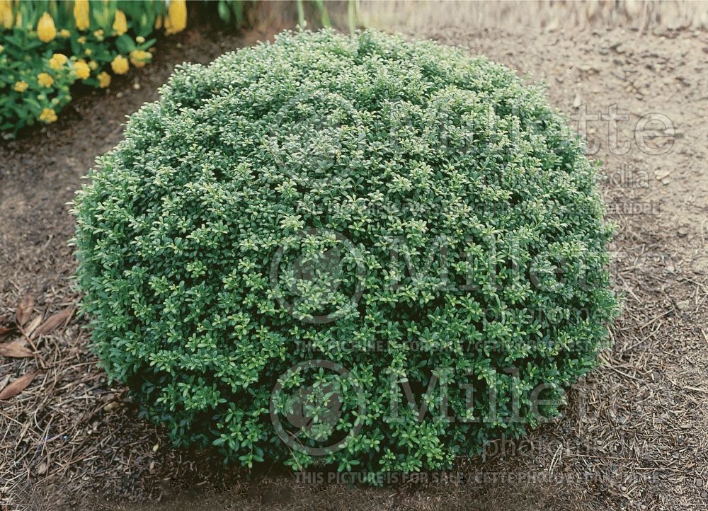 Ilex Soft Touch (Japanese holly or box-leaved holly) 1 