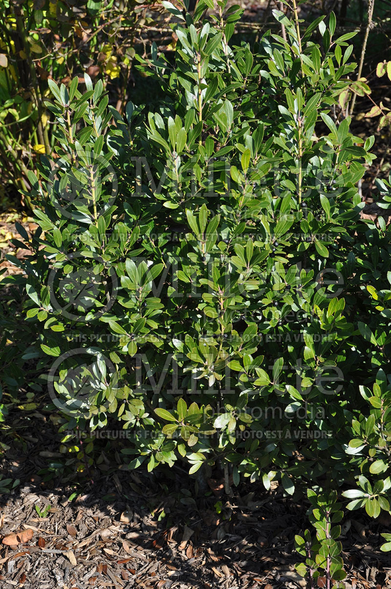 Ilex Nigra (Blue Holly) 1