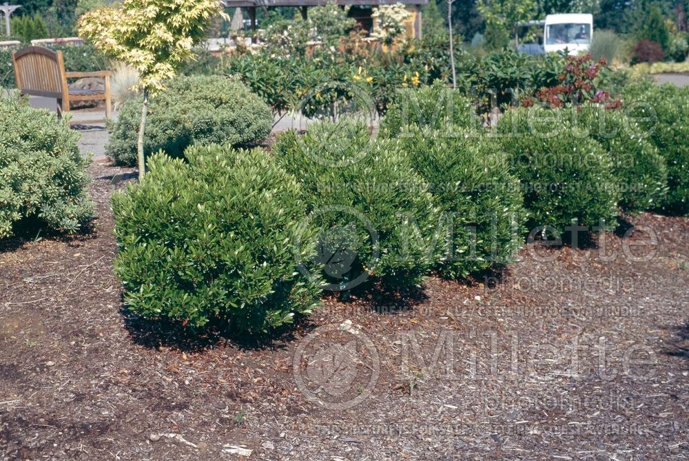 Ilex Shamrock (Blue Holly Inkberry) 3 