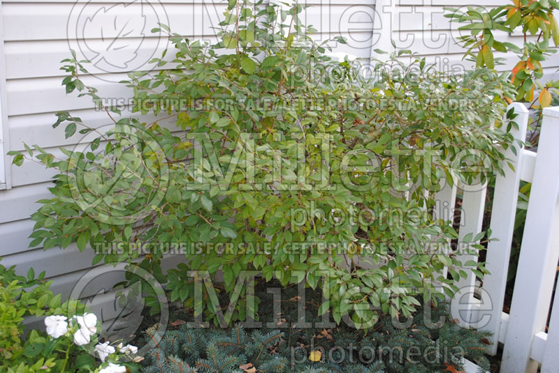 Ilex Jim Dandy (Winterberry) 1 