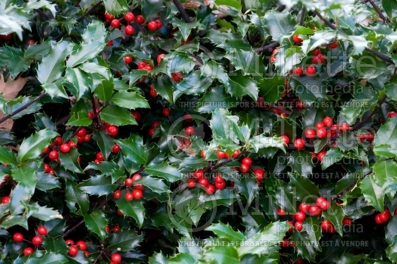 Ilex Blue Princess (Holly) 3