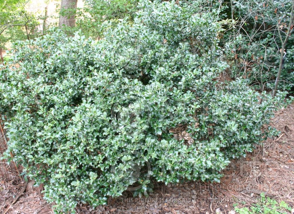 Ilex Blue Angel (Winterberry) 2