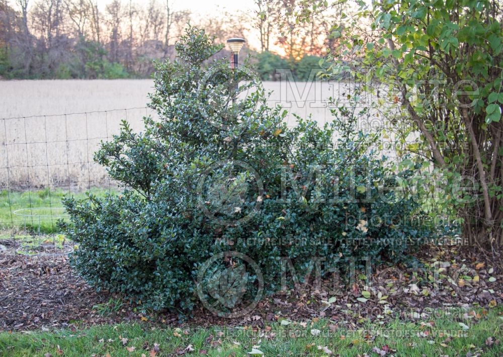 Ilex Blue Boy (Winterberry) 1