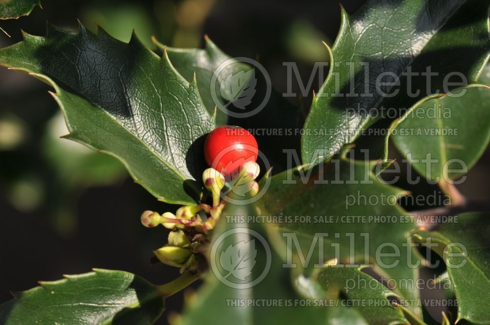 Ilex Blue Girl  (Holly)  2