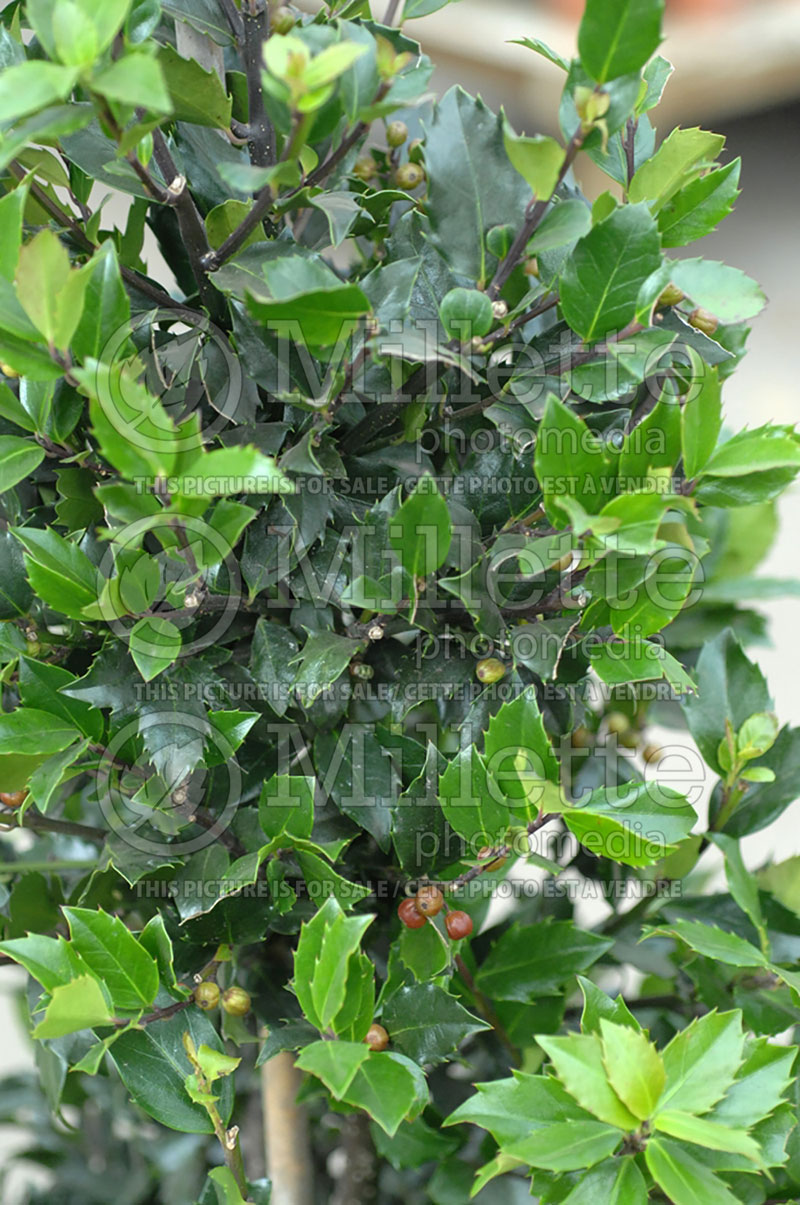 Ilex Blue Maid or Mesid (Winterberry) 1