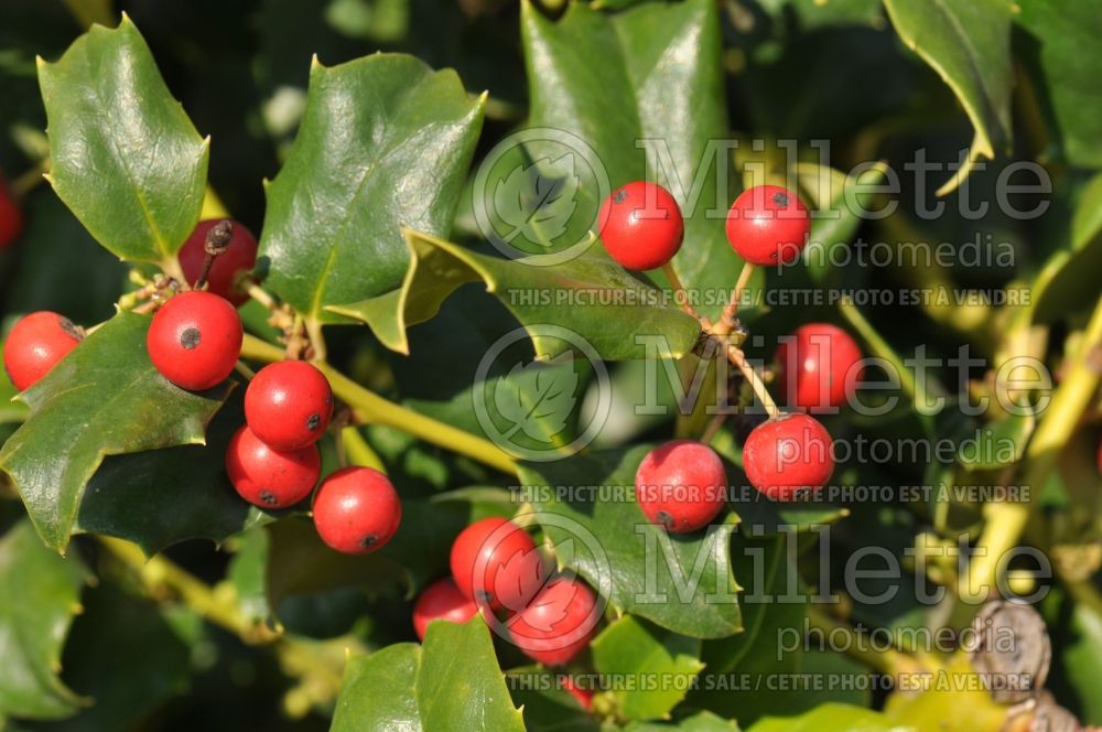 Ilex Blue Princess (Holly) 6