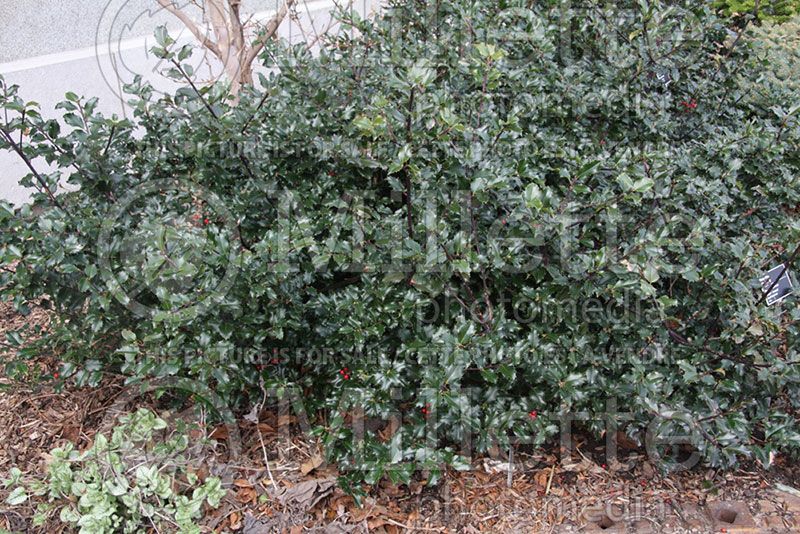 Ilex Blue Princess (Holly) 1 