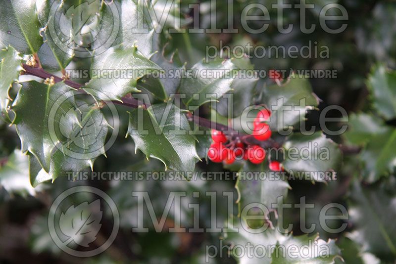 Ilex Blue Princess (Holly) 2 