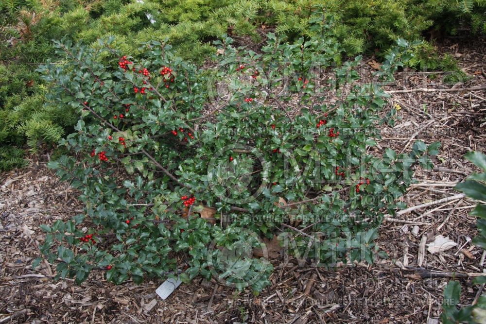 Ilex Blue Princess (Holly) 5